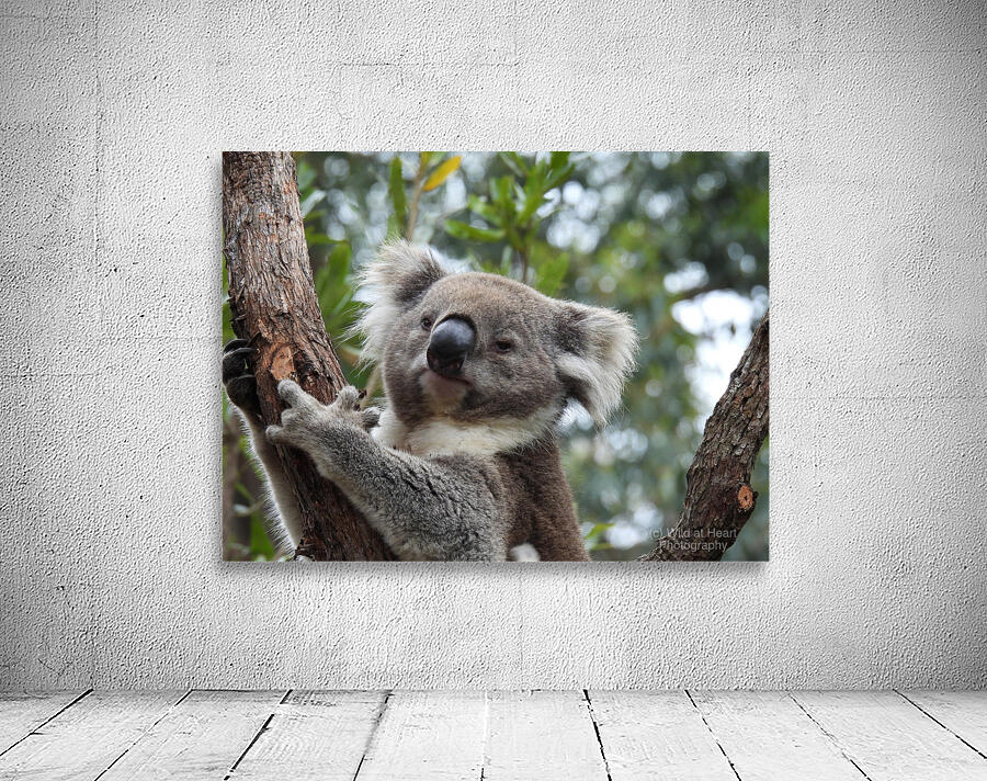 Koala in Tree Wall Preview