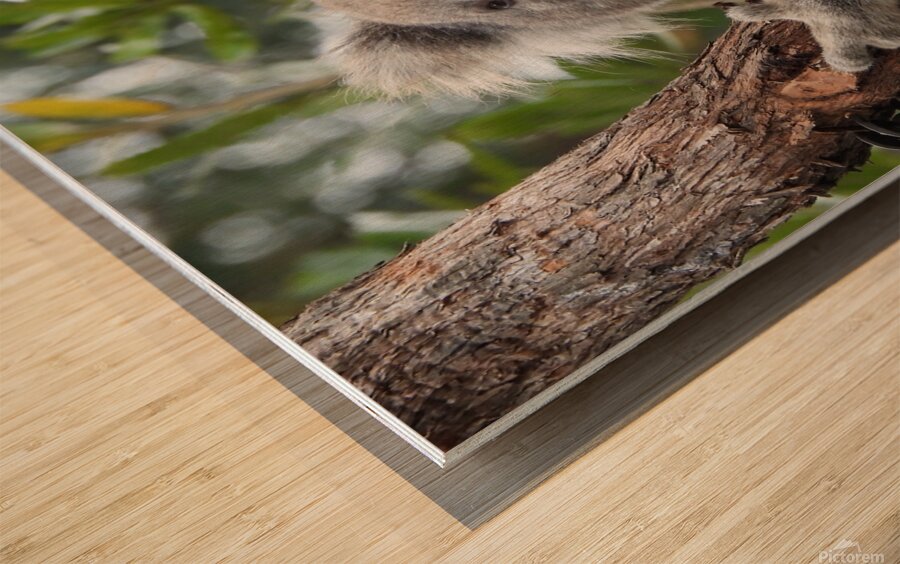 Koala in Tree Wood print