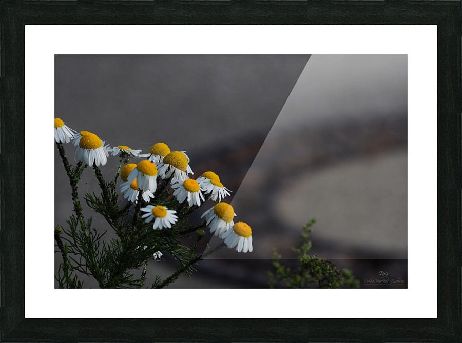 Spring Beauty Picture Frame print