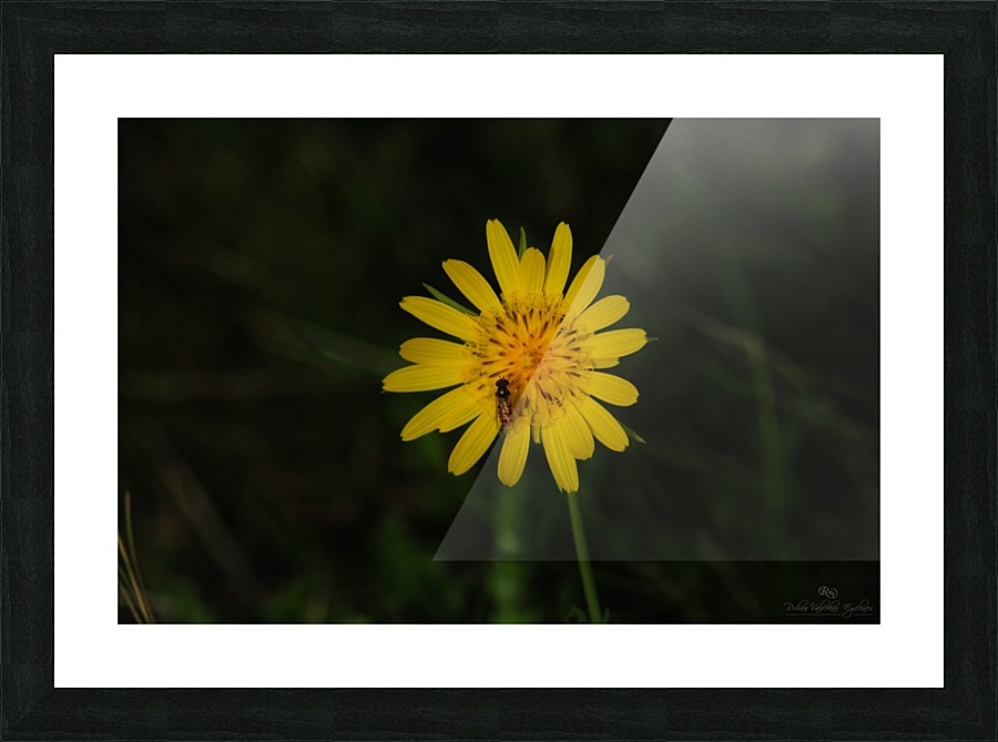 Delicate Picture Frame print