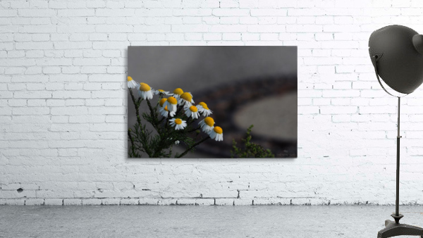 Spring Beauty Wall Preview