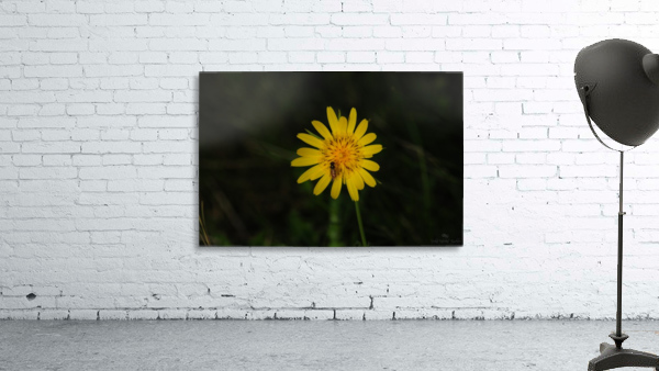 Delicate Wall Preview