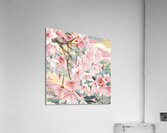 white blossoms in full bloom Acrylic Print