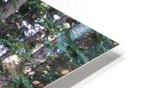 Forest Trail HD Metal print