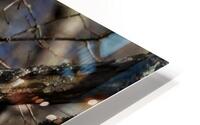 IMG 6554 HD Metal print
