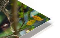 IMG 8301 HD Metal print