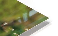IMG 7802 Original HD Metal print