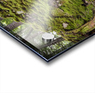 Giant Tree Roots Among the Moss Acrylic print