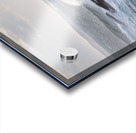 Flying Low Acrylic print