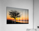 Morning Golden Hour Acrylic Print