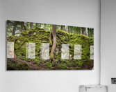 Giant Tree Roots Among the Moss Acrylic Print