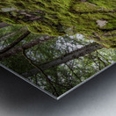 Giant Tree Roots Among the Moss Metal print