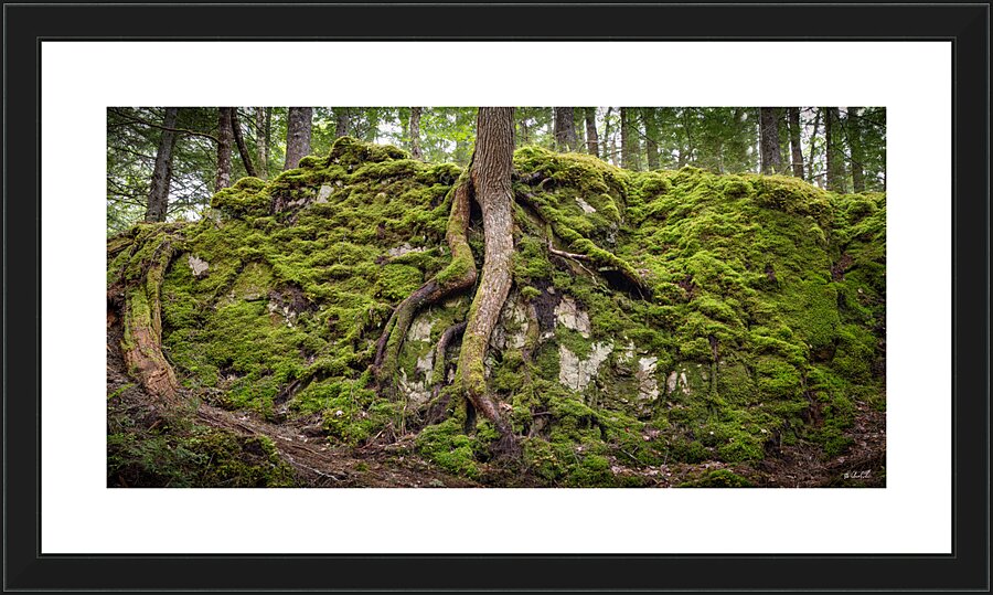 Giant Tree Roots Among the Moss Picture Frame print