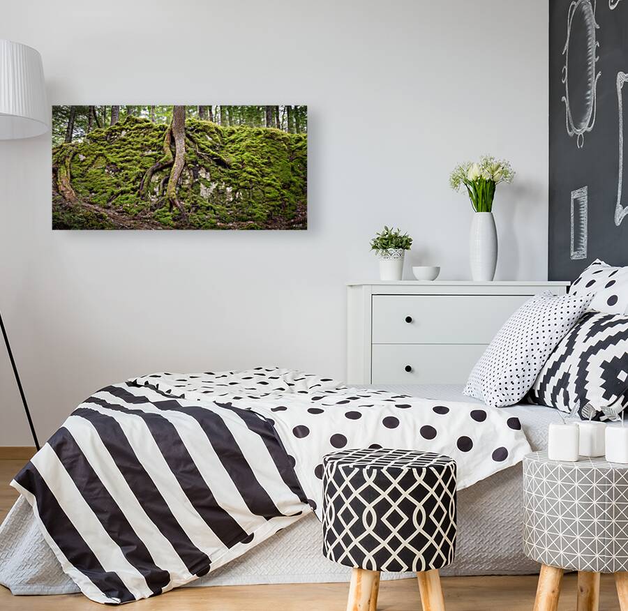 Giant Tree Roots Among the Moss Reproduction