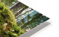Giant Tree Roots Among the Moss HD Metal print