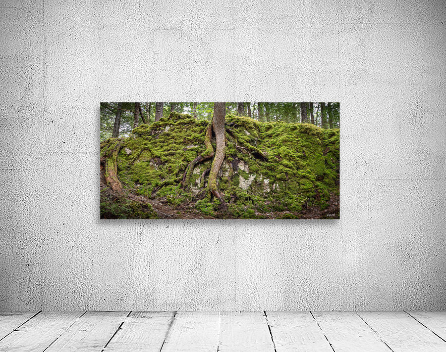 Giant Tree Roots Among the Moss Wall Preview
