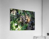 Rainforest1 Acrylic Print
