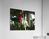 Flowers in Hilo Acrylic Print