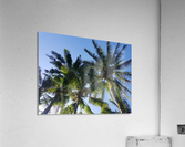 PalmTrees in Hilo Acrylic Print