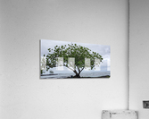 Hilo Bay Tree Acrylic Print
