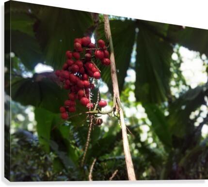 Flowers in Hilo Canvas Print