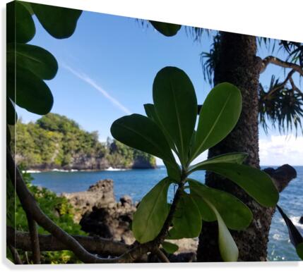 Greenery in Hilo Canvas Print