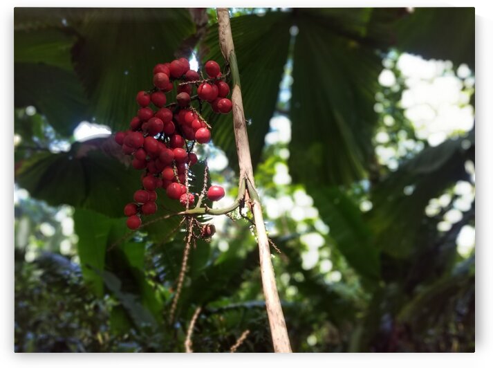 Flowers in Hilo by Kathleen Anderson