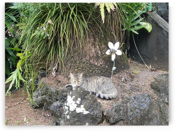 Cat on the Island by Kathleen Anderson