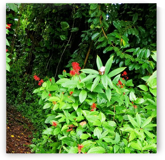 Greenery in Hilo Hawaii by Kathleen Anderson