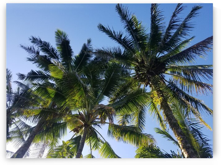 PalmTrees in Hilo by Kathleen Anderson