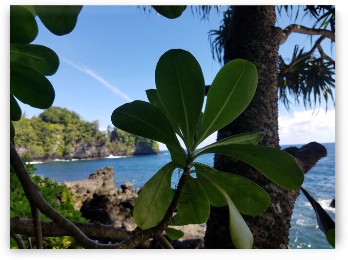 Greenery in Hilo by Kathleen Anderson