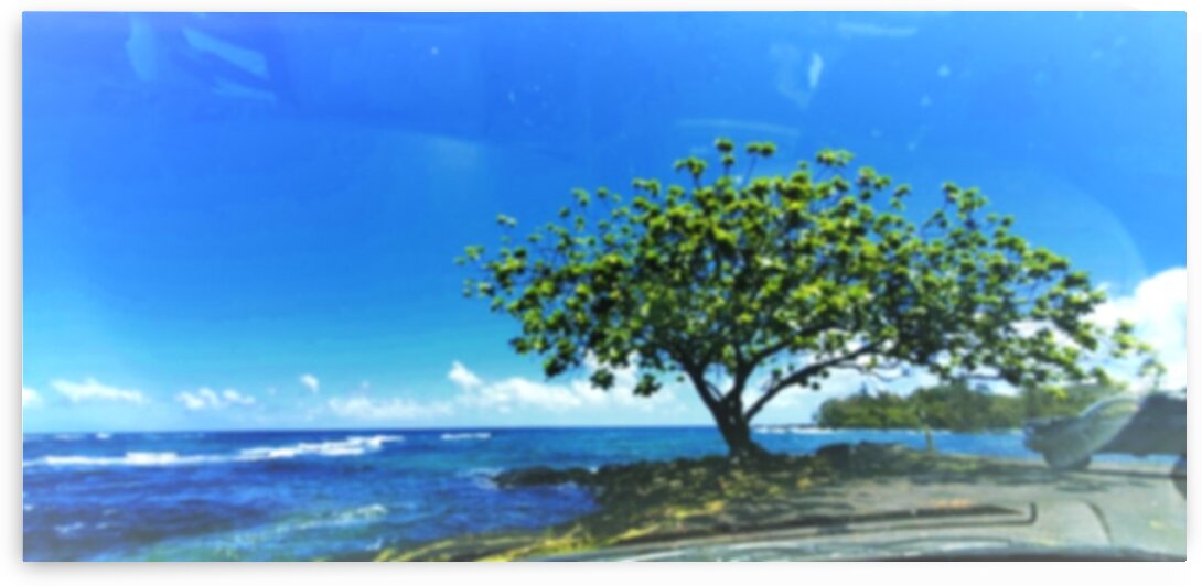 Tree in Hilo Bay  by Kathleen Anderson