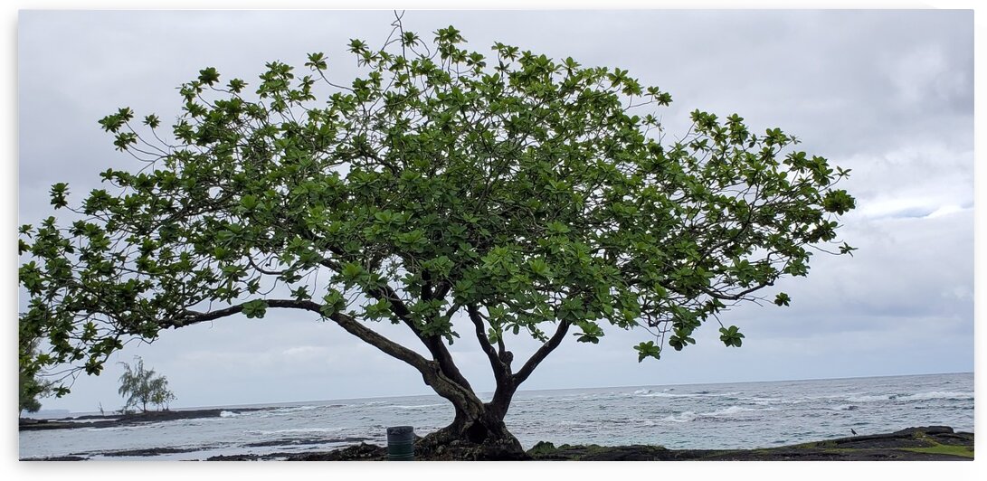 Hilo Bay Tree by Kathleen Anderson