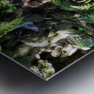 Rainforest1 Metal print