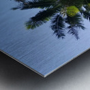 PalmTrees in Hilo Metal print