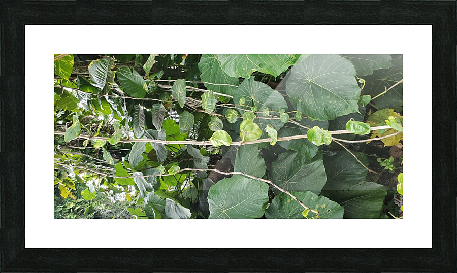 Vines1 Picture Frame print
