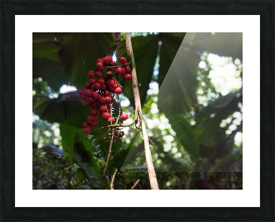 Flowers in Hilo Picture Frame print