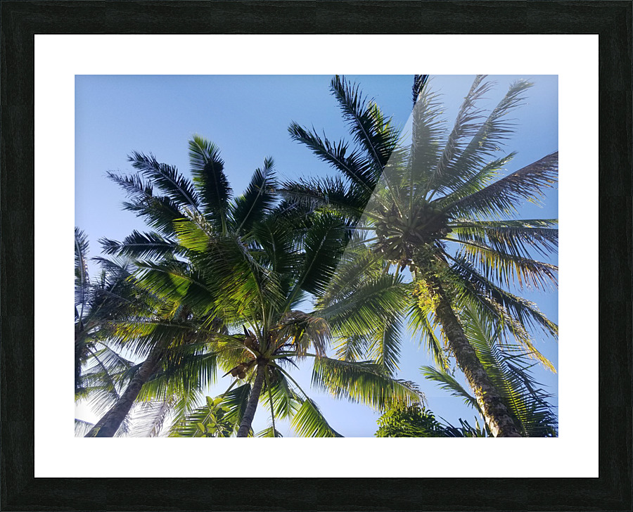 PalmTrees in Hilo Picture Frame print