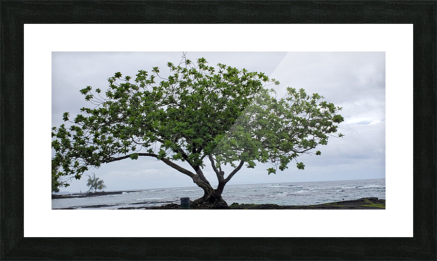 Hilo Bay Tree Picture Frame print