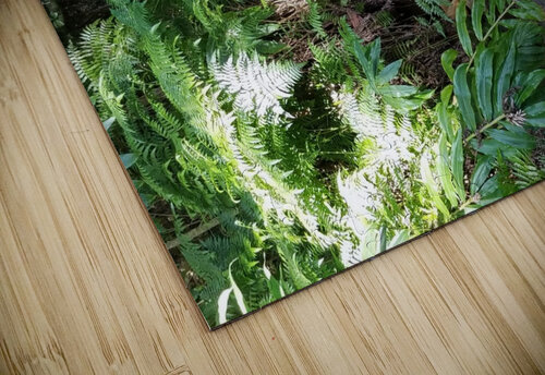 Rainforest1 Kathleen Anderson puzzle