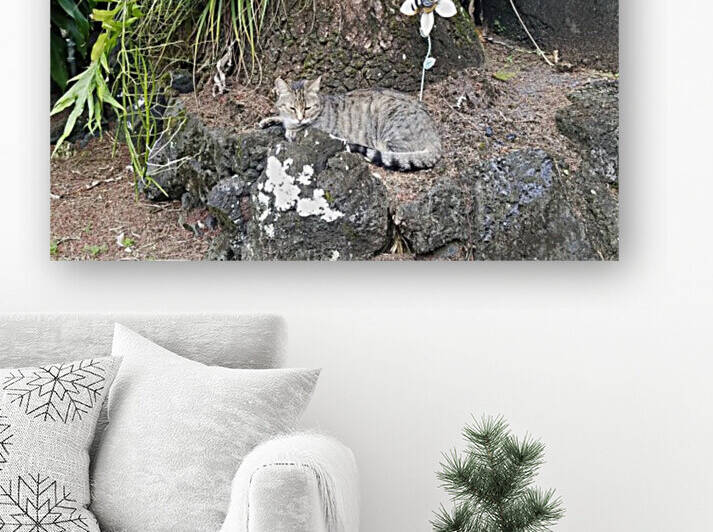 Cat on the Island by Kathleen Anderson