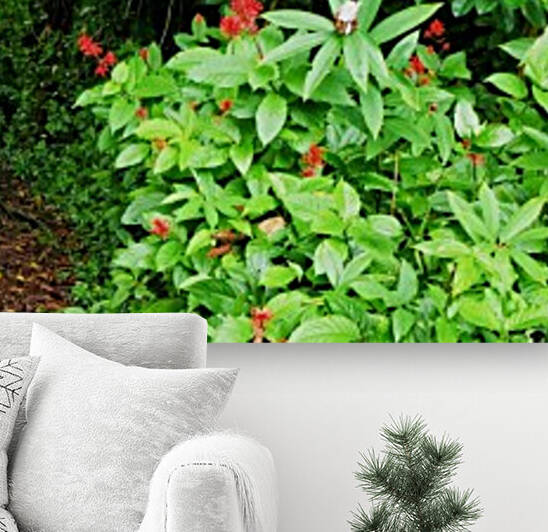 Greenery in Hilo Hawaii by Kathleen Anderson