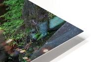 Rainforest1 HD Metal print