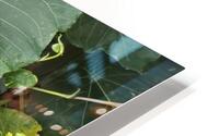 Vines1 HD Metal print
