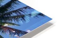 PalmTrees in Hilo HD Metal print