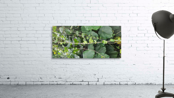 Vines1 Wall Preview