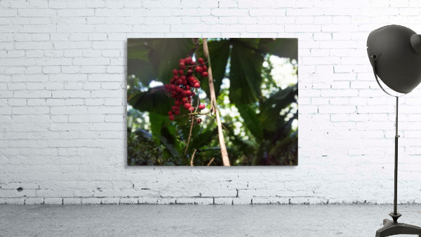Flowers in Hilo Wall Preview