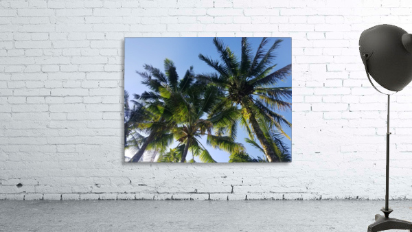 PalmTrees in Hilo Wall Preview