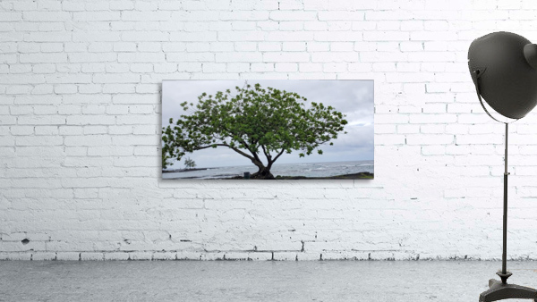 Hilo Bay Tree Wall Preview