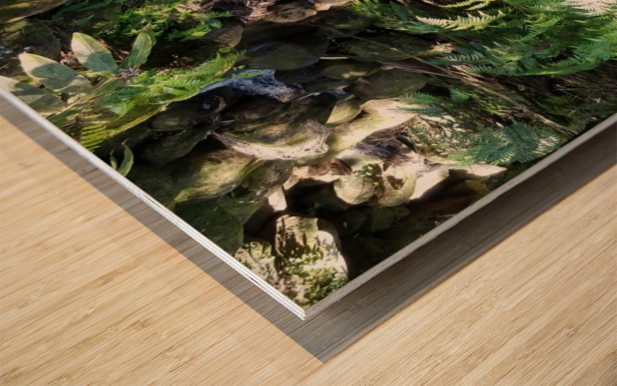 Rainforest1 Wood print
